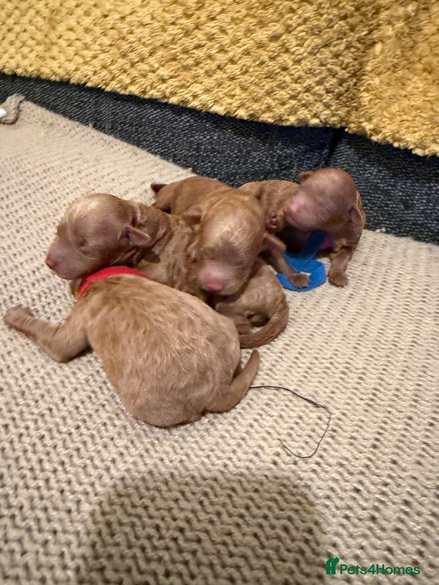 Miniature Poodle dogs Miniature poodles RED - Advert 13