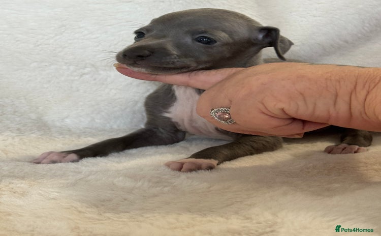 Italian Greyhound dogs - Advert 1