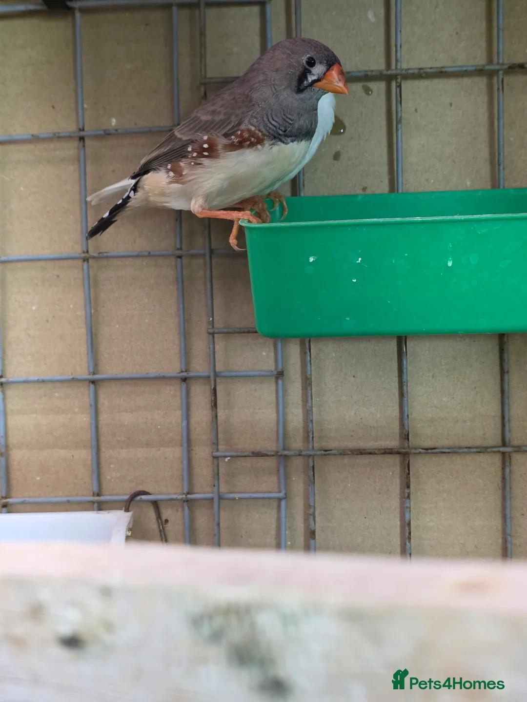 Finches birds for sale: Zebra Finch  - Advert 9