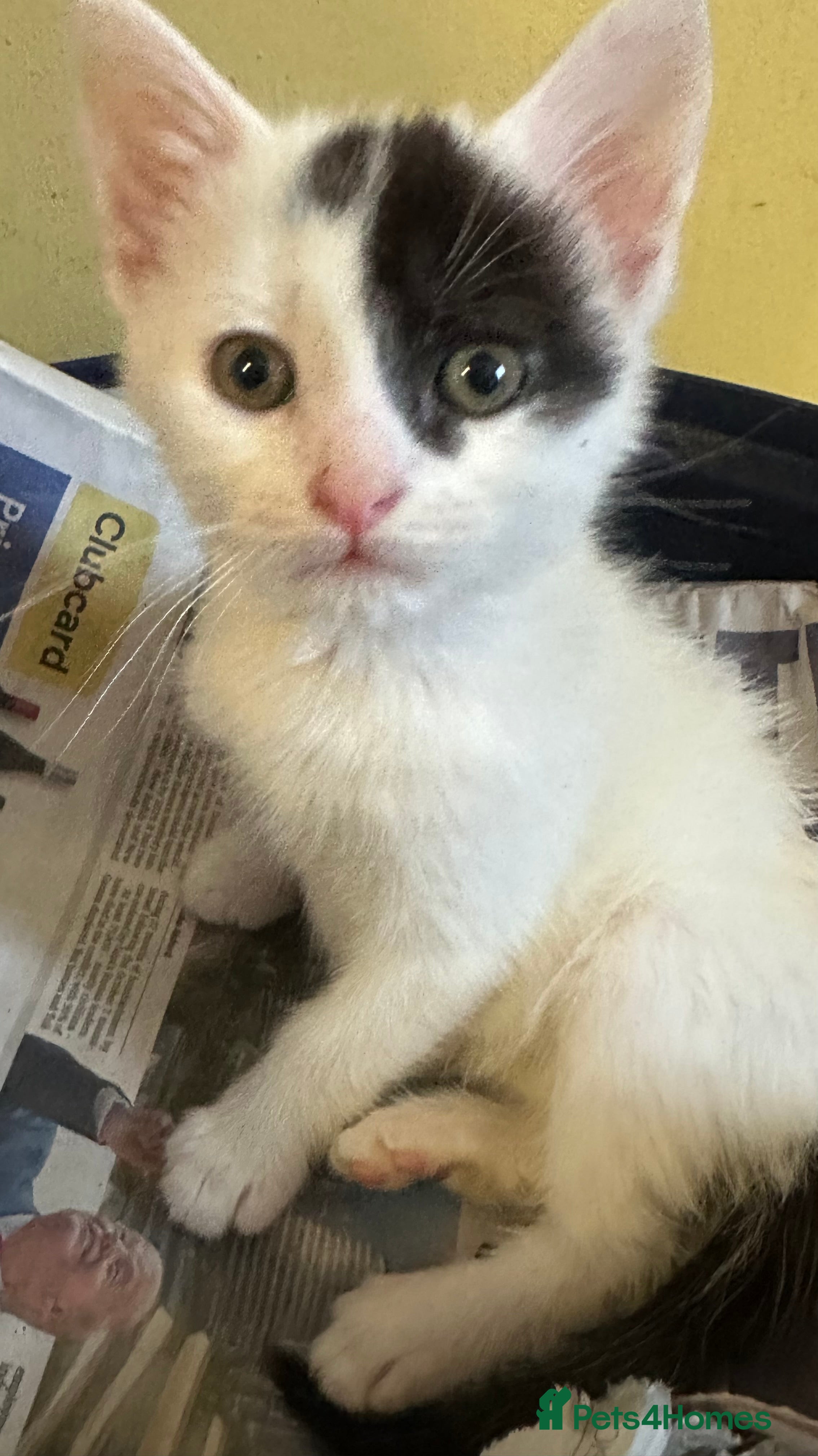 Mixed Breed cats Beautiful Mixed Breed Ragdoll x Long hair kittens - Advert 18