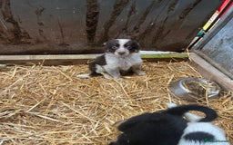 Border Collie dogs for sale: 5beautiful border collie puppies - Image 12