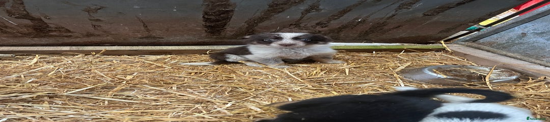 Border Collie Puppy 5