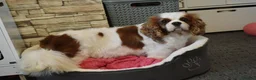 Cavalier King Charles Spaniel dogs for sale: FULLY HEALTH TESTED KC CAVALIERS PUPPIES - Advert 21