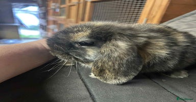 Mini Lop rabbits - Advert 1