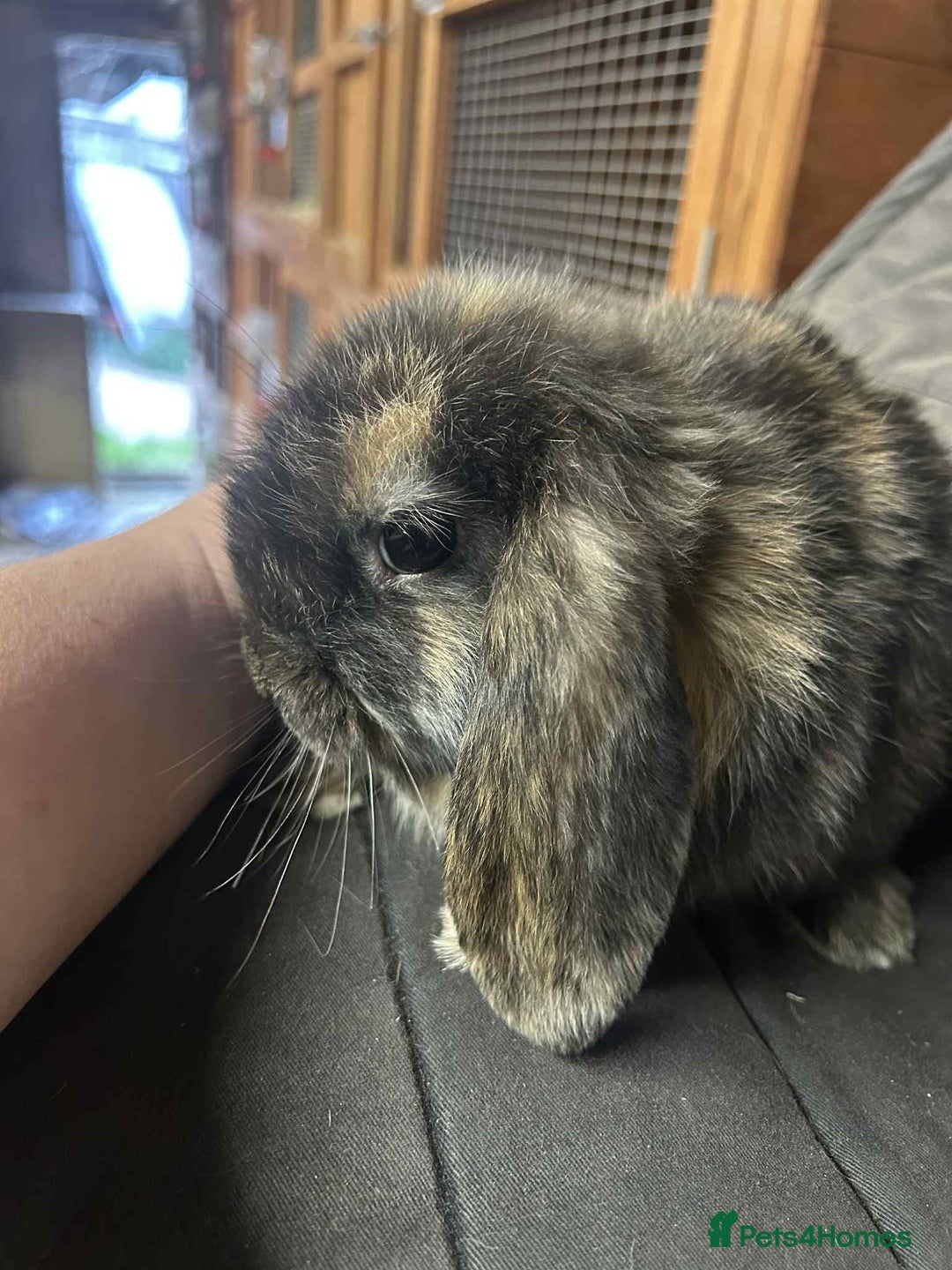 Mini Lop rabbits for sale: Mini Lop Bucks - Image 3