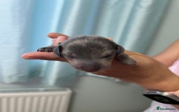 Miniature Dachshund dogs for sale: Six beautiful miniature Dachshunds - Image 2