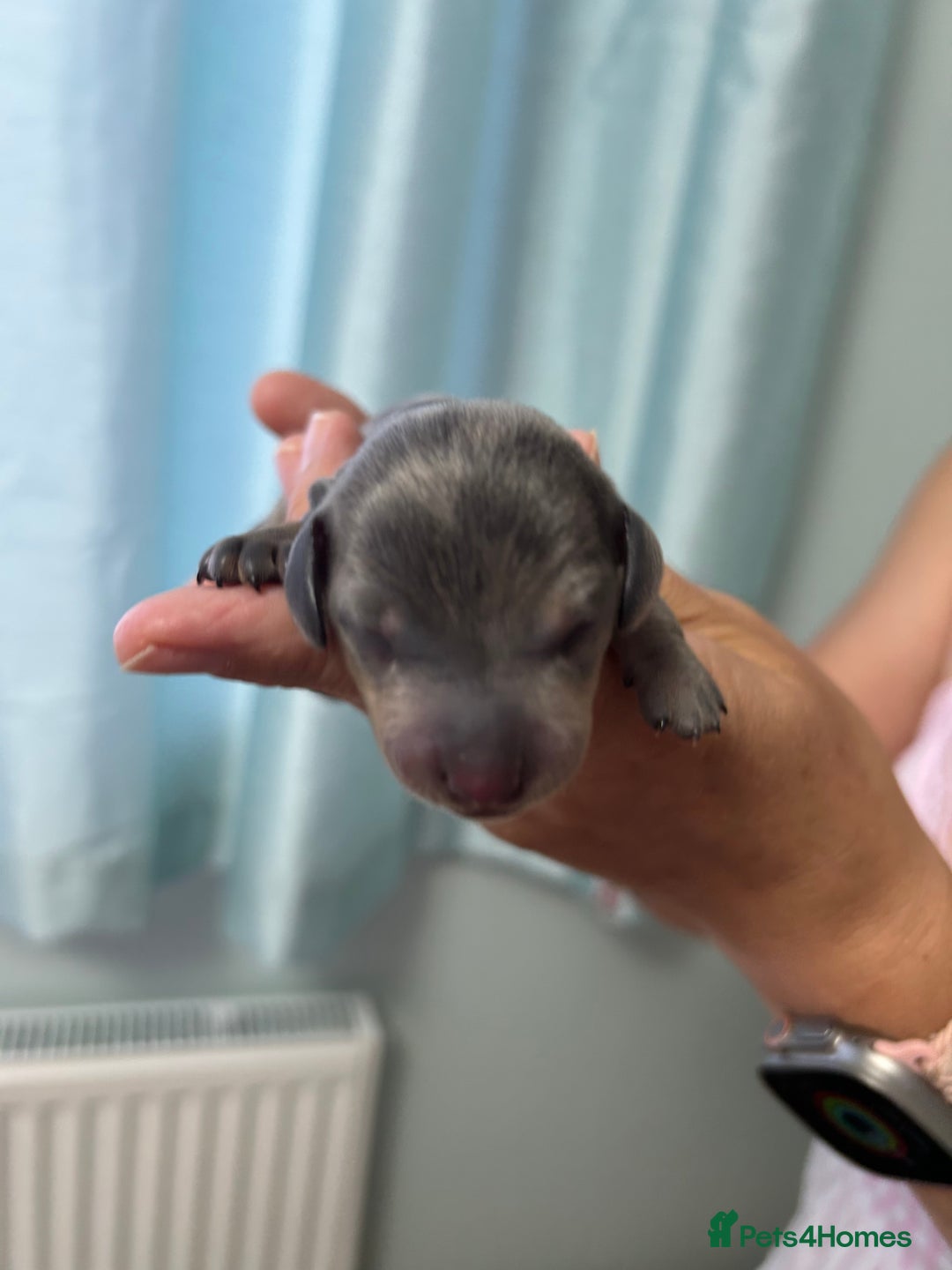 Miniature Dachshund dogs for sale: Six beautiful miniature Dachshunds - Image 2