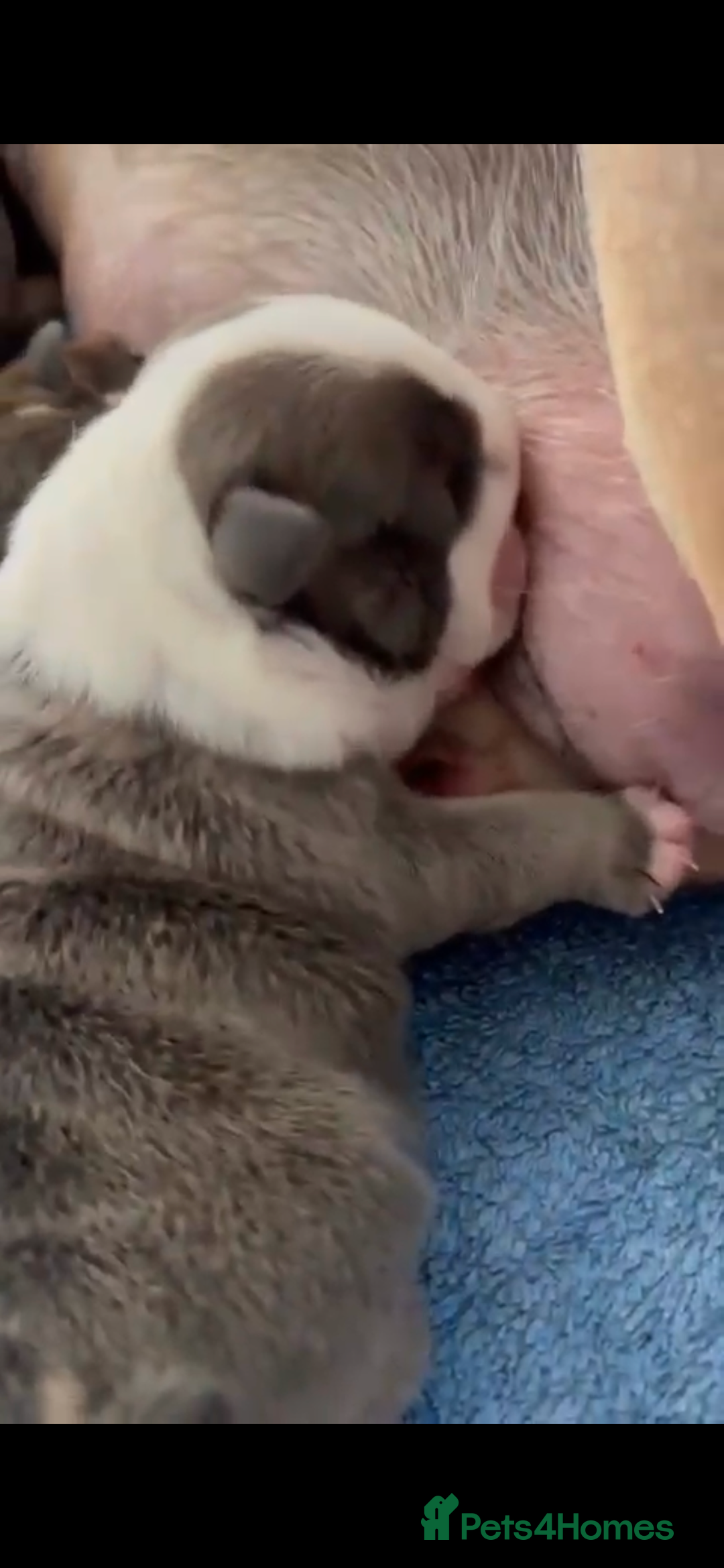 English Bulldog dogs for stud: Chocolate and tan stud includes 2 ai in Walsall - Image 13