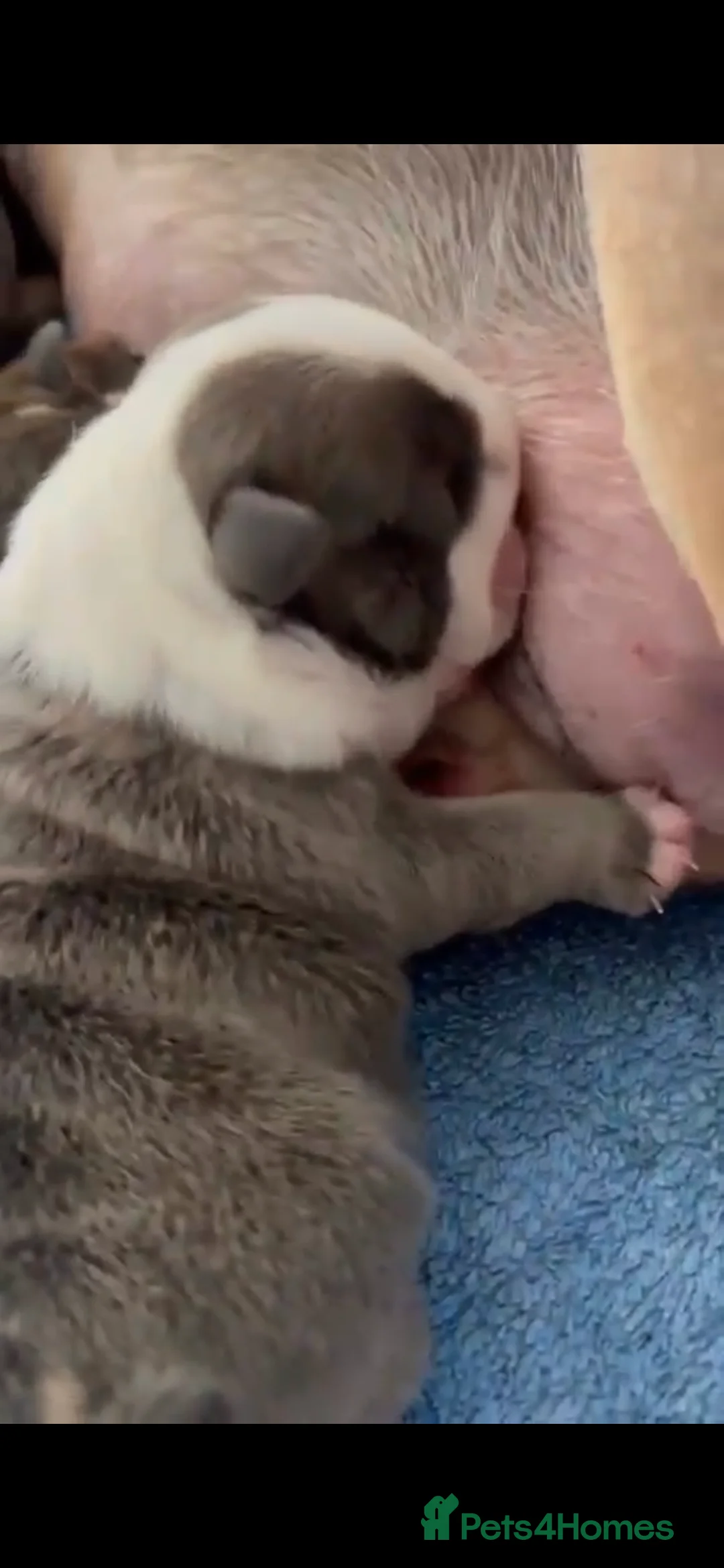 English Bulldog dogs for stud: Chocolate and tan stud includes 2 ai in Walsall - Advert 13