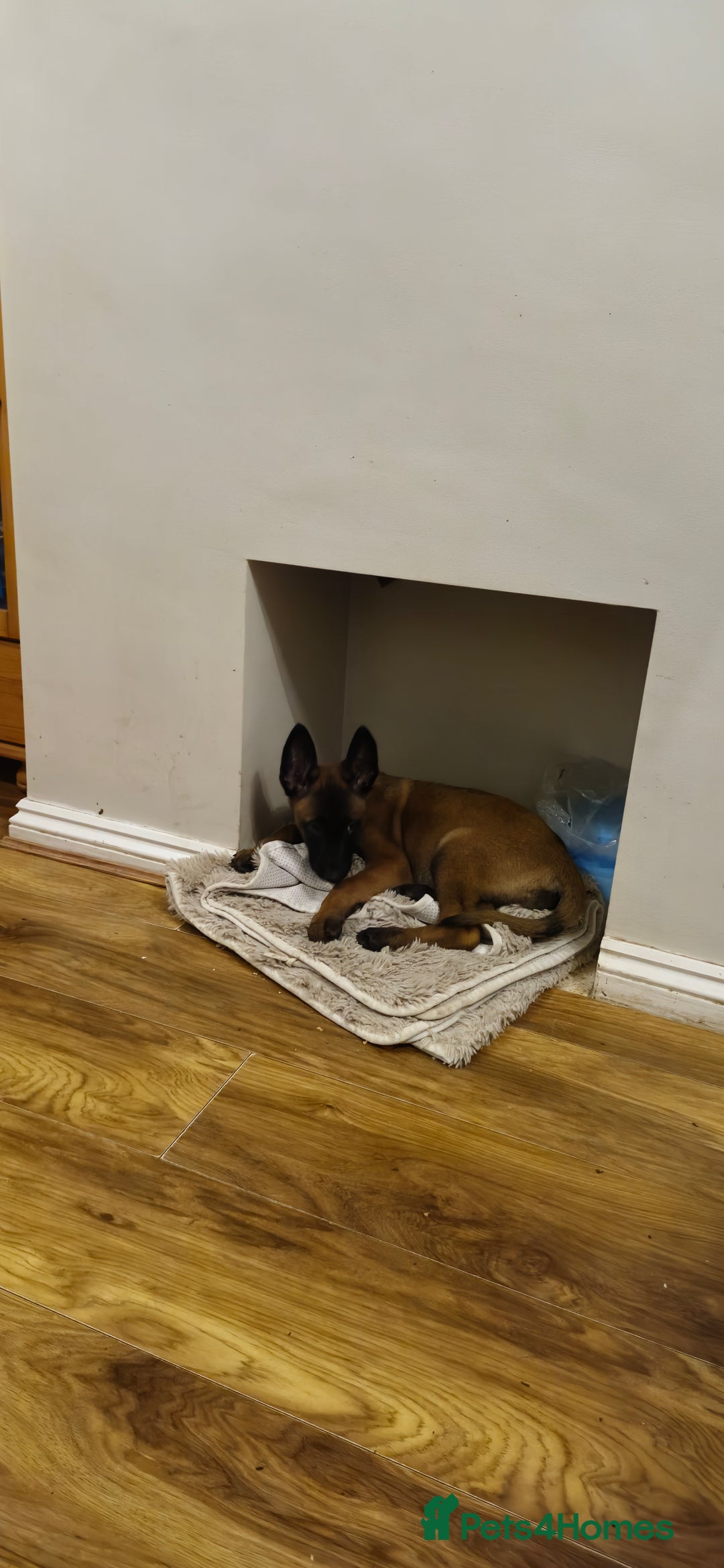 Belgian Shepherd Dog dogs for sale: Stunning Belgian Malinois Puppies - Advert 12