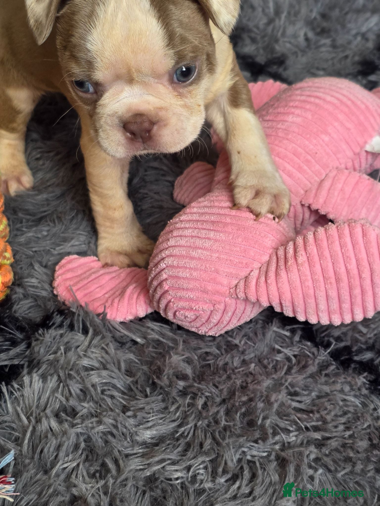 Boston Terrier dogs Stunning KC registered Boston Terrier puppies - Advert 2