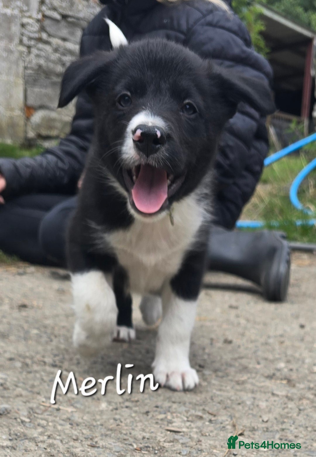 Border Collie dogs for sale:  Any farmers looking for working dogs? - Image 27