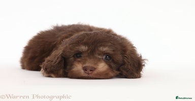 Doxiepoo dogs - Advert 3