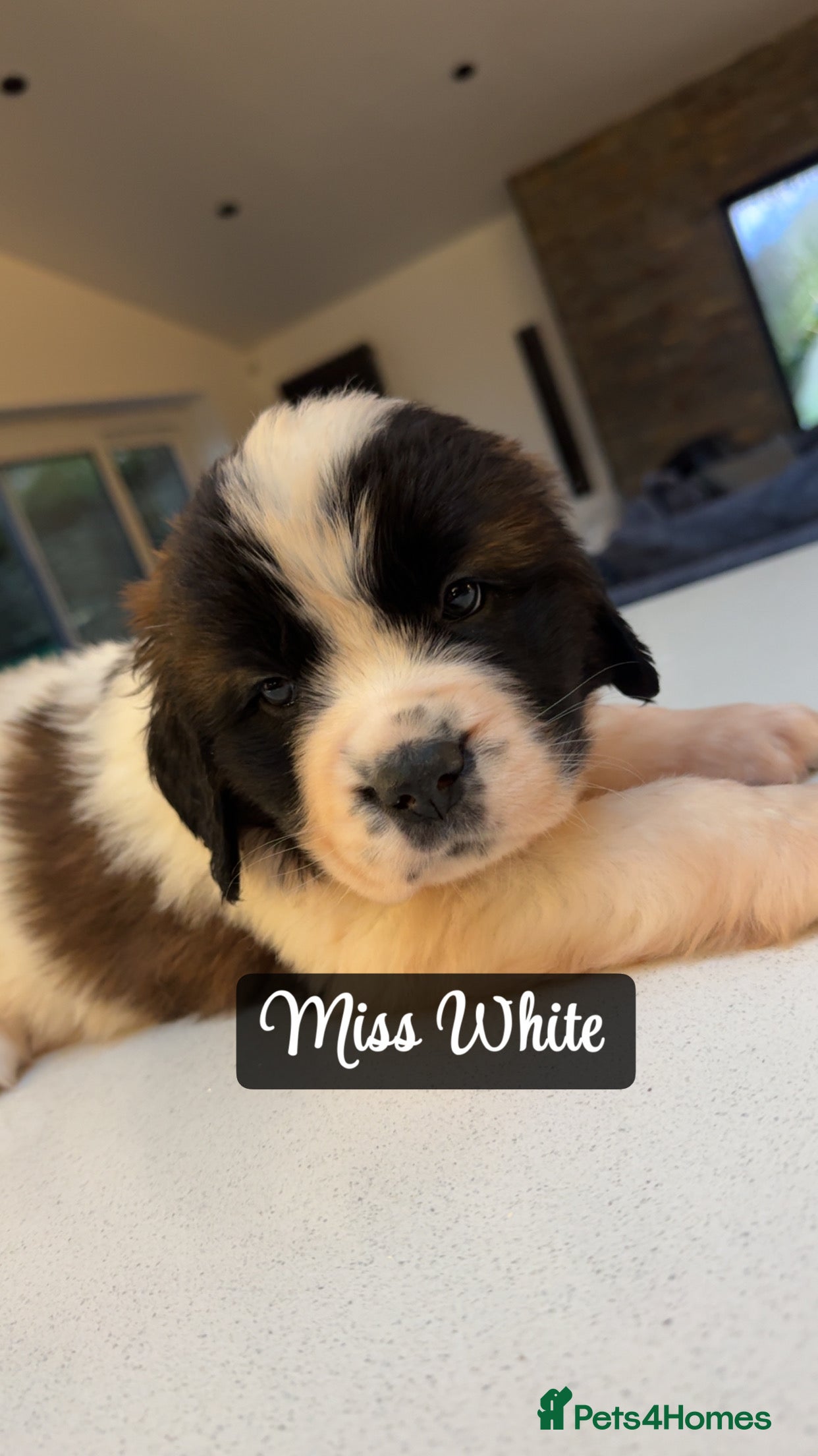 Saint Bernard dogs Gorgeous Saint Bernard KC Reg Pups Rough & Smooth - Advert 2