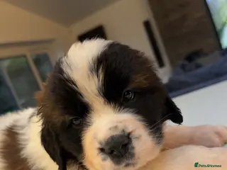 Saint Bernard dogs Gorgeous Saint Bernard KC Reg Pups Rough & Smooth - Advert 2