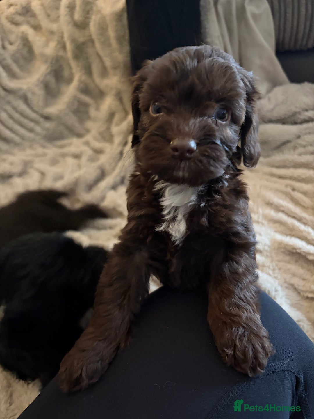 Cockapoo dogs for sale: Beautiful litter of Cockapoo puppies F1 - Advert 19