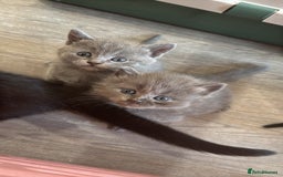 British Shorthair cats for sale: Beautiful British Shorthair Kittens - Image 4