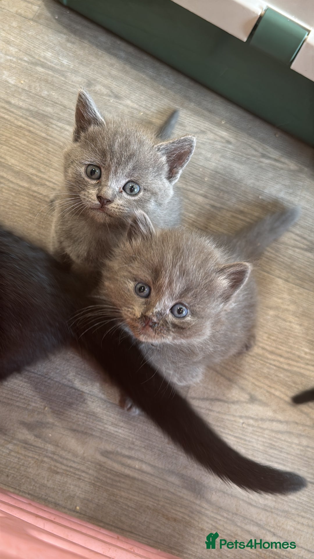 British Shorthair cats for sale: Beautiful British Shorthair Kittens - Image 4