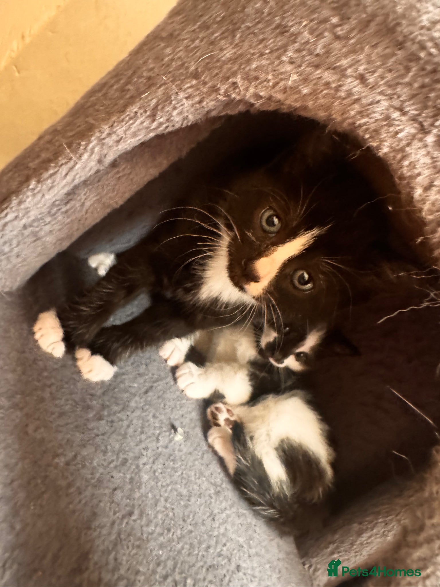 Domestic Shorthair cats Beautiful kittens(girl and boy) - Advert 2