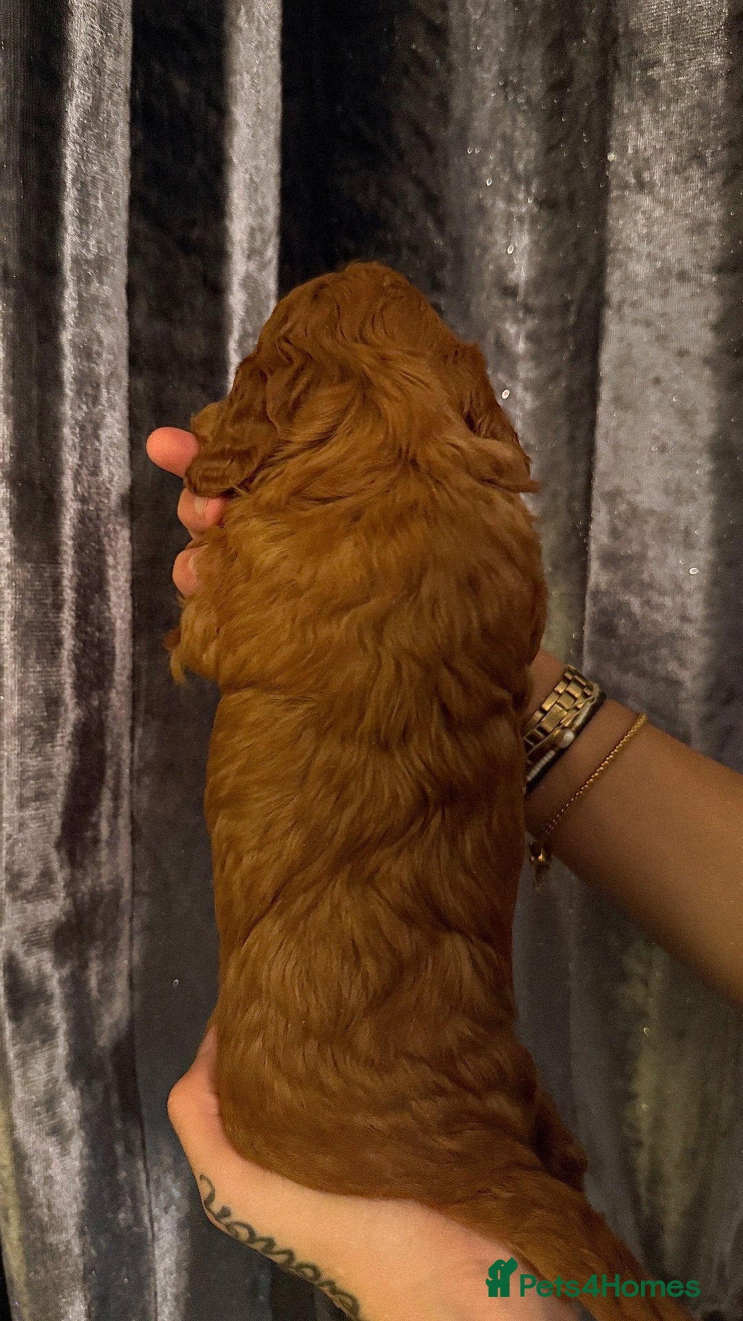 Cockapoo dogs for sale: F1 Cockapoo Puppies - Image 2