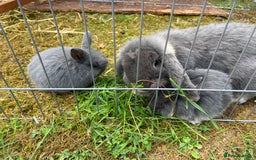 Mini Lop rabbits for sale: 🩶pure MINI lop🩶 - Image 11