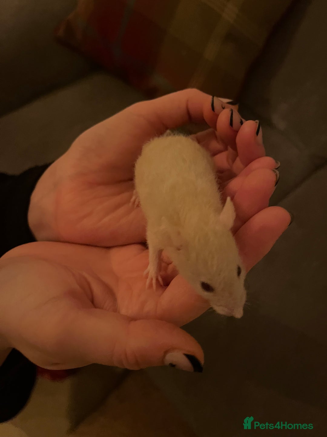 Rat rodents for sale: Baby rats  - Image 4