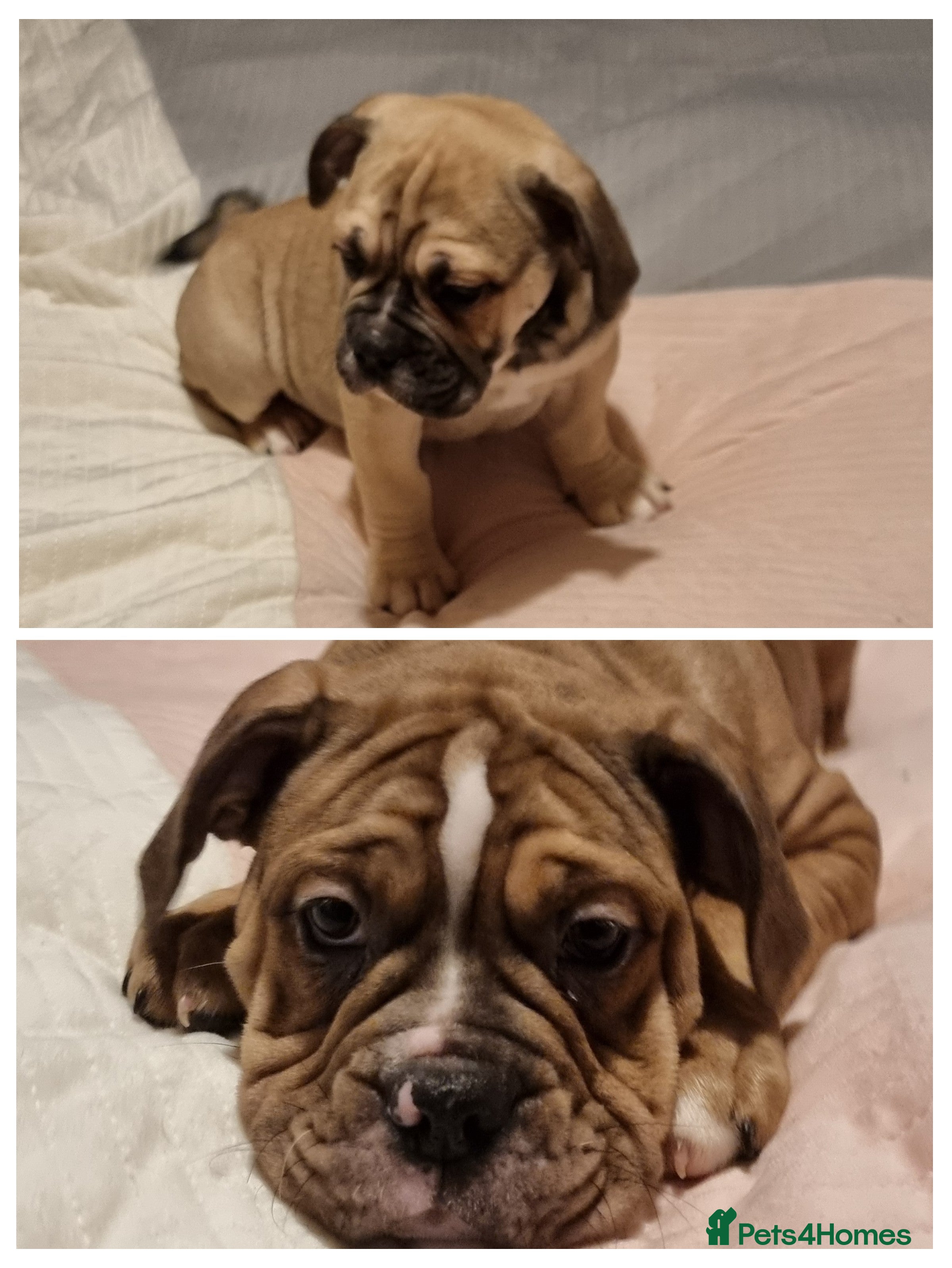 Olde English Bulldogge dogs Olde English bulldogge puppys - Advert 2