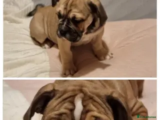 Olde English Bulldogge dogs Olde English bulldogge puppys - Advert 2