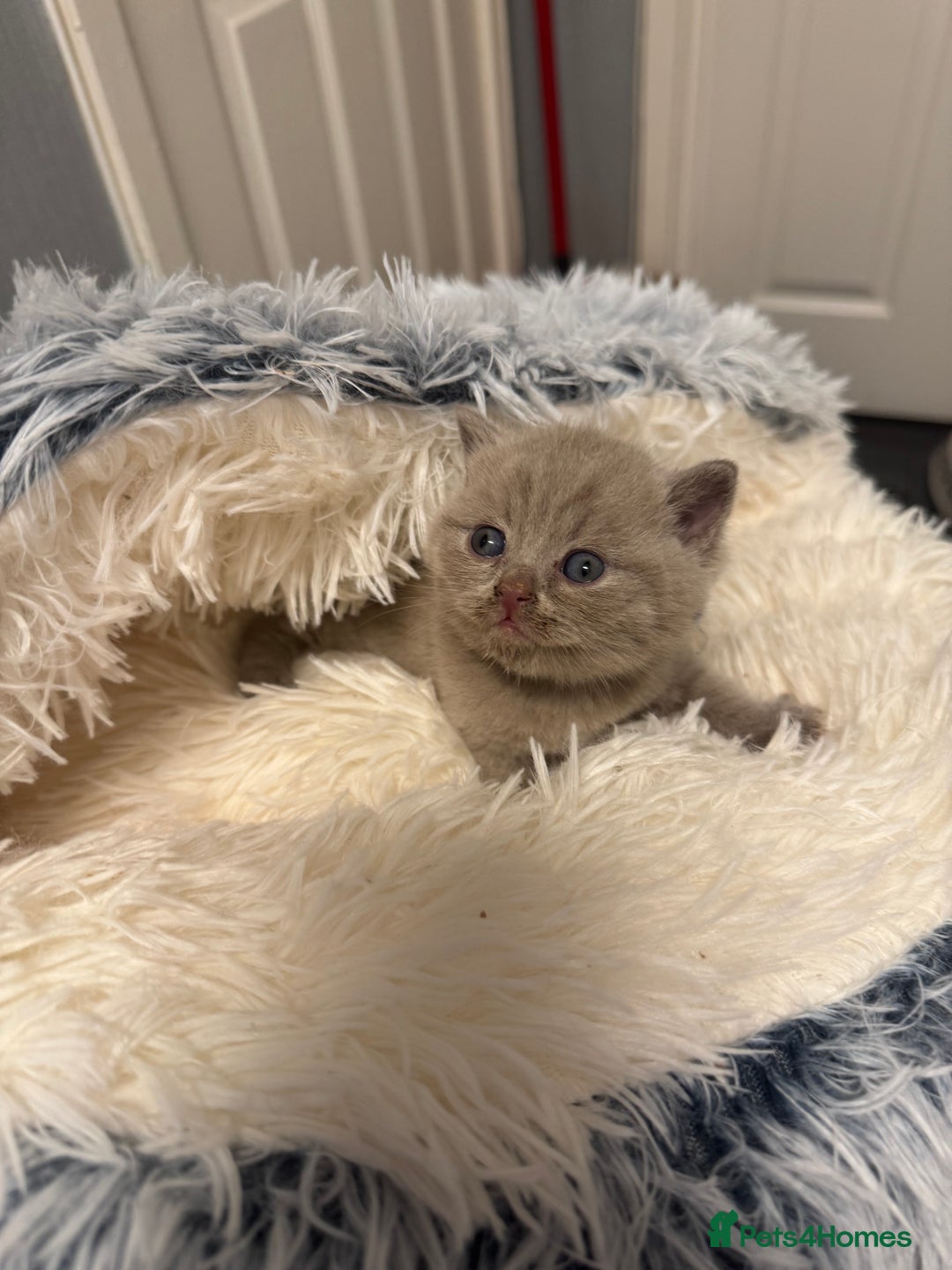 British Shorthair cats for sale: British blue shorthair  - Image 8