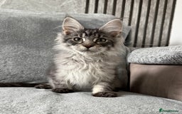 Maine Coon cats for sale: Maine Coon Kittens TICA Registered Cattery  - Image 1