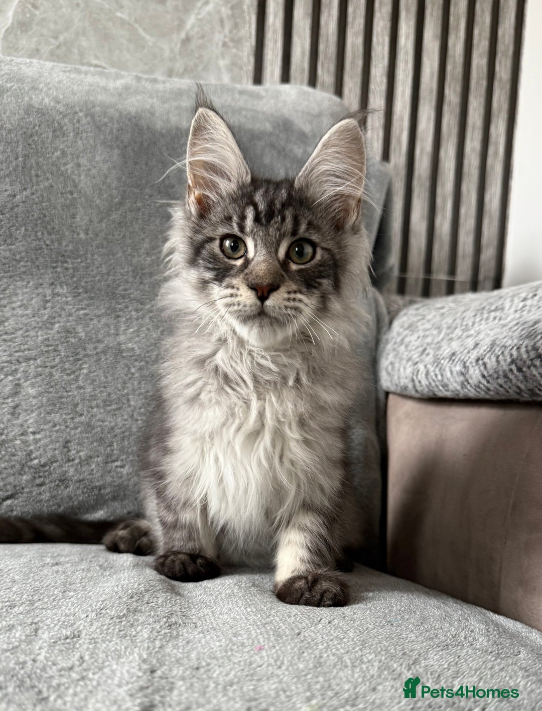 Maine Coon cats for sale: Maine Coon Kittens TICA Registered Cattery  - Image 1