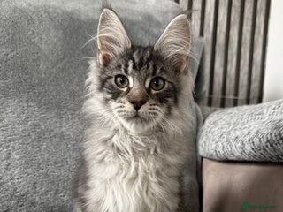 Maine Coon cats - Advert 5