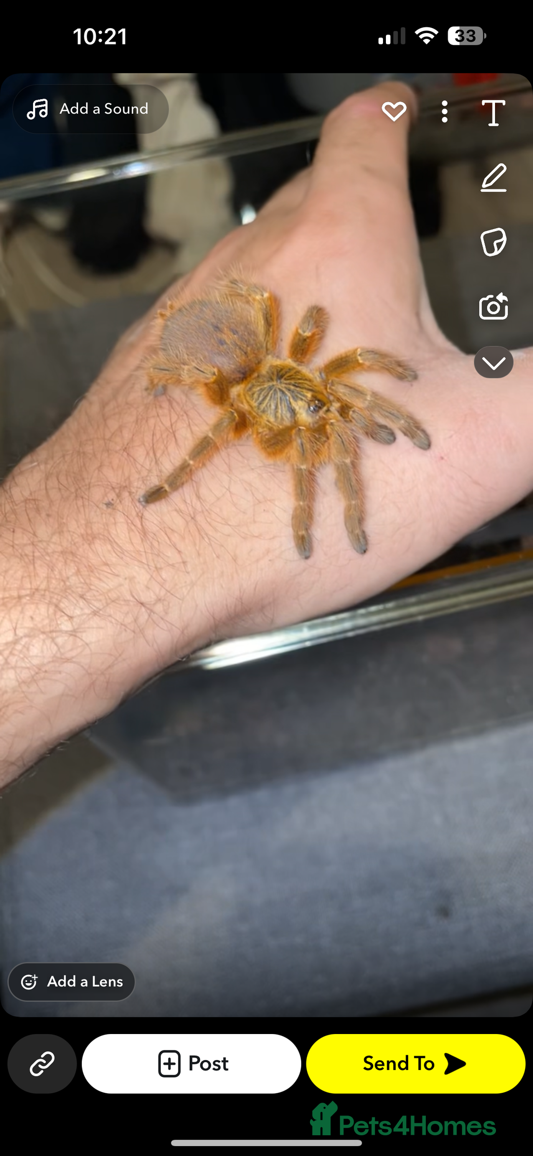 Spiders invertebrates for sale: Mix of tarantulas for sale  - Advert 2