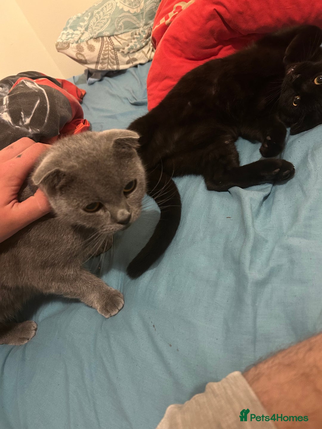 Scottish Fold cats for sale: Scottish Fold (Straight Ears) - Image 5