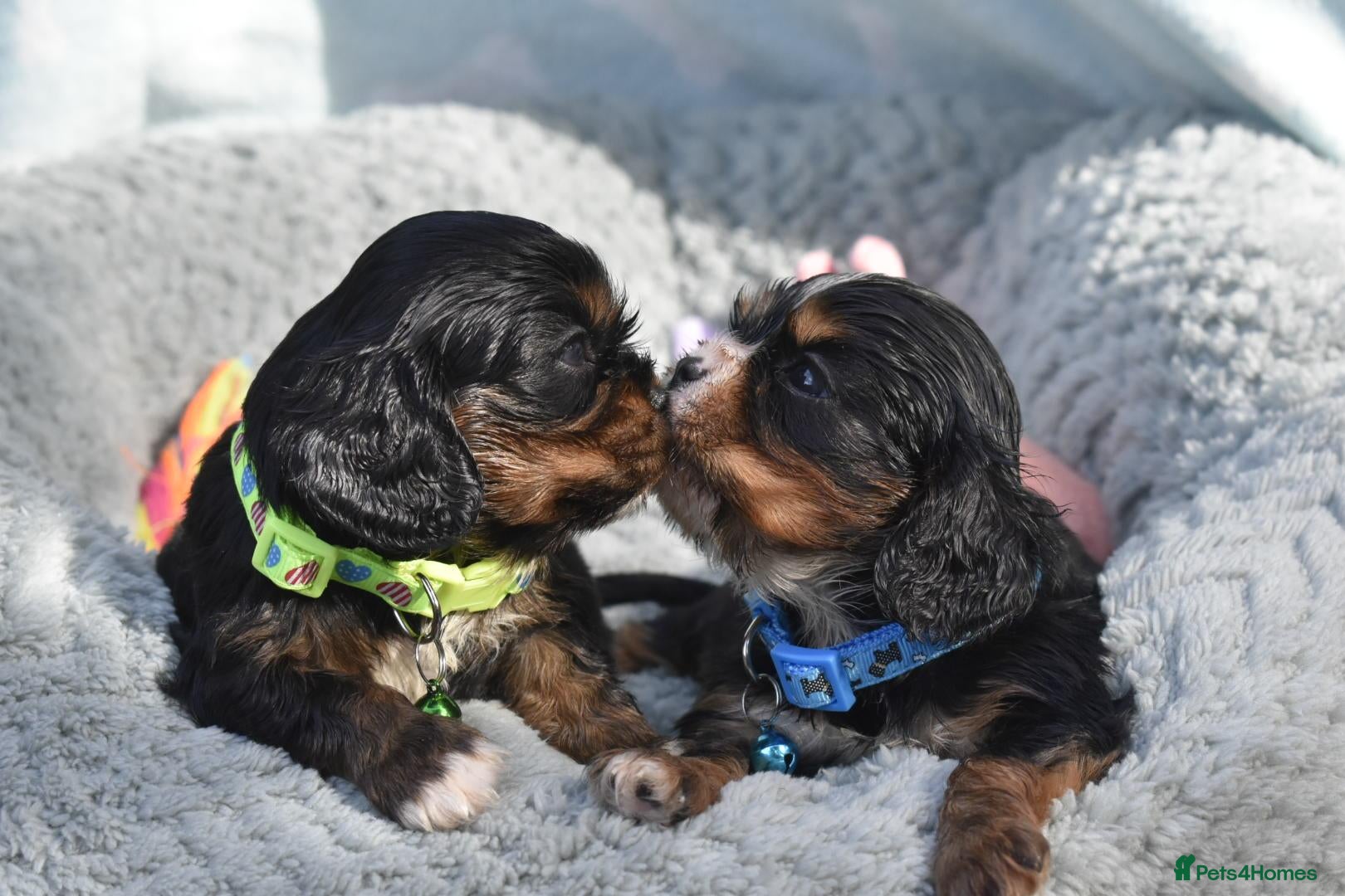 Cavalier King Charles Spaniel dogs Health Tested- Cavalier King Charles Spaniel - Advert 15