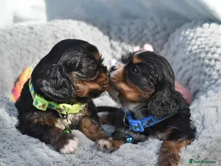 Cavalier King Charles Spaniel dogs Health Tested- Cavalier King Charles Spaniel - Advert 15