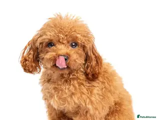 Toy Poodle dogs Asian Line Micro Toy Poodle - Advert 8