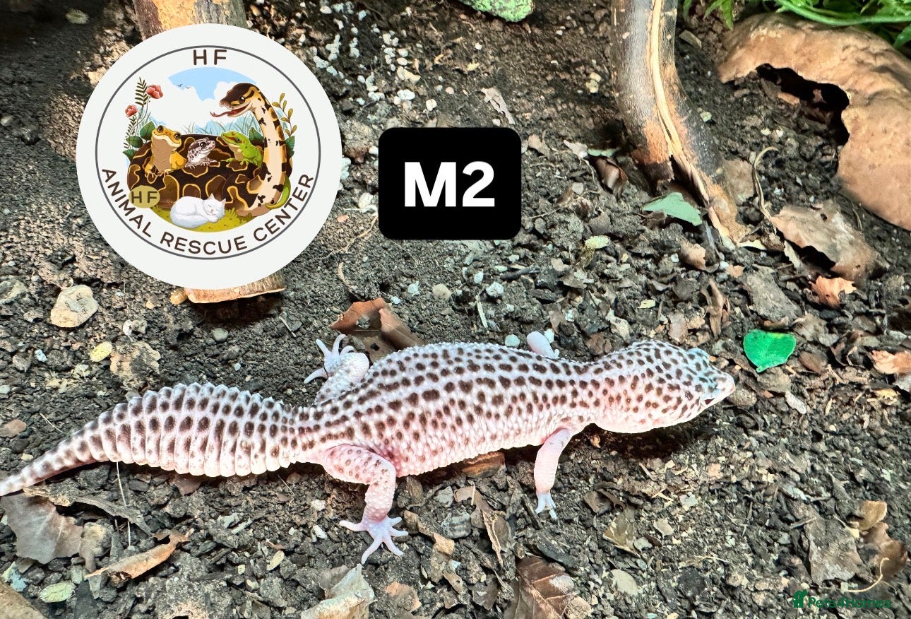 Leopard Gecko reptiles crested & leopard geckos - possible a full setup  - Advert 16