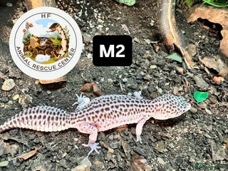 Leopard Gecko reptiles crested & leopard geckos - possible a full setup - Advert 1