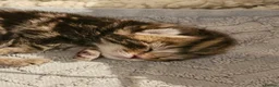 Domestic Shorthair cats for adoption: 🐾 Rescue Kittens Looking for Forever Homes - Advert 5