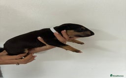 English Bull Terrier dogs for sale: English Bull Terrier puppies🐾KC Registered  - Image 5