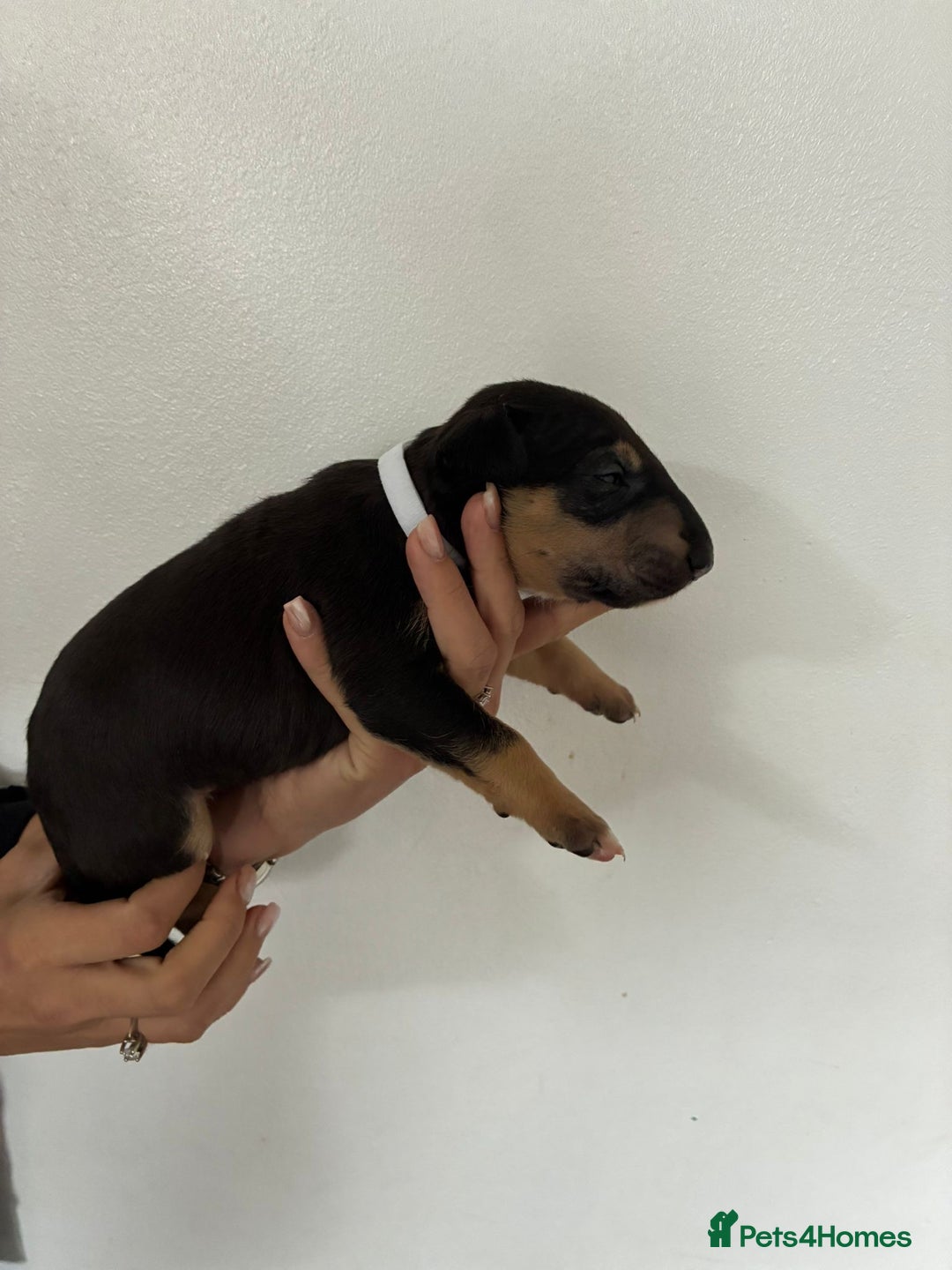 English Bull Terrier dogs for sale: English Bull Terrier puppies🐾KC Registered  - Image 5