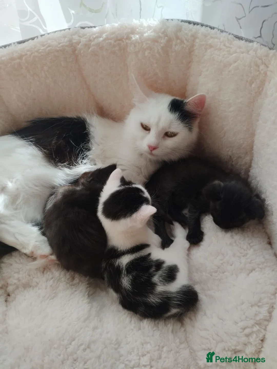 Mixed Breed cats for sale: Beautiful Moggy Kittens Ready Soon - 2 Girls 1 Boy - Advert 2