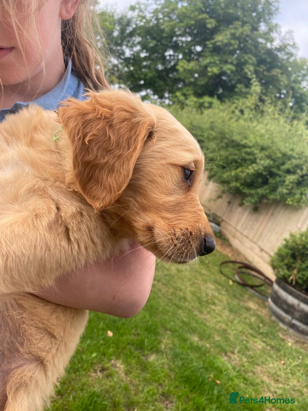 Golden Retriever dogs for sale: Kc pedigree golden retrievers (fox red  in Malton - Image 20