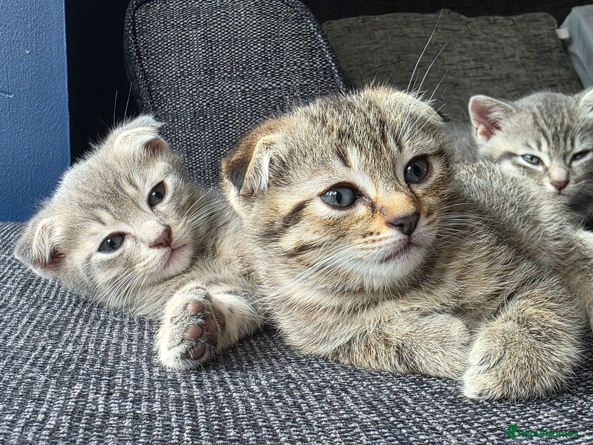 Scottish Fold cats Beautiful Scottish Fold Grey kittens for sale - Advert 2