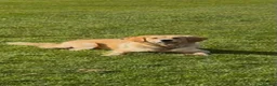 Goldador dogs for sale: Goldador puppies  - Advert 15