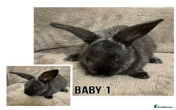 Dwarf Lop rabbits for sale: Baby Dwarf Lop Bunnies - Advert 2