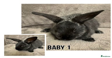Dwarf Lop rabbits Baby Dwarf Lop Bunnies - Advert 3