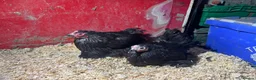 Chickens poultry for sale: Pekin pullets  - Advert 3
