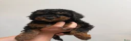 Mixed Breed dogs for sale: Small miniature poodle puppies - Advert 14